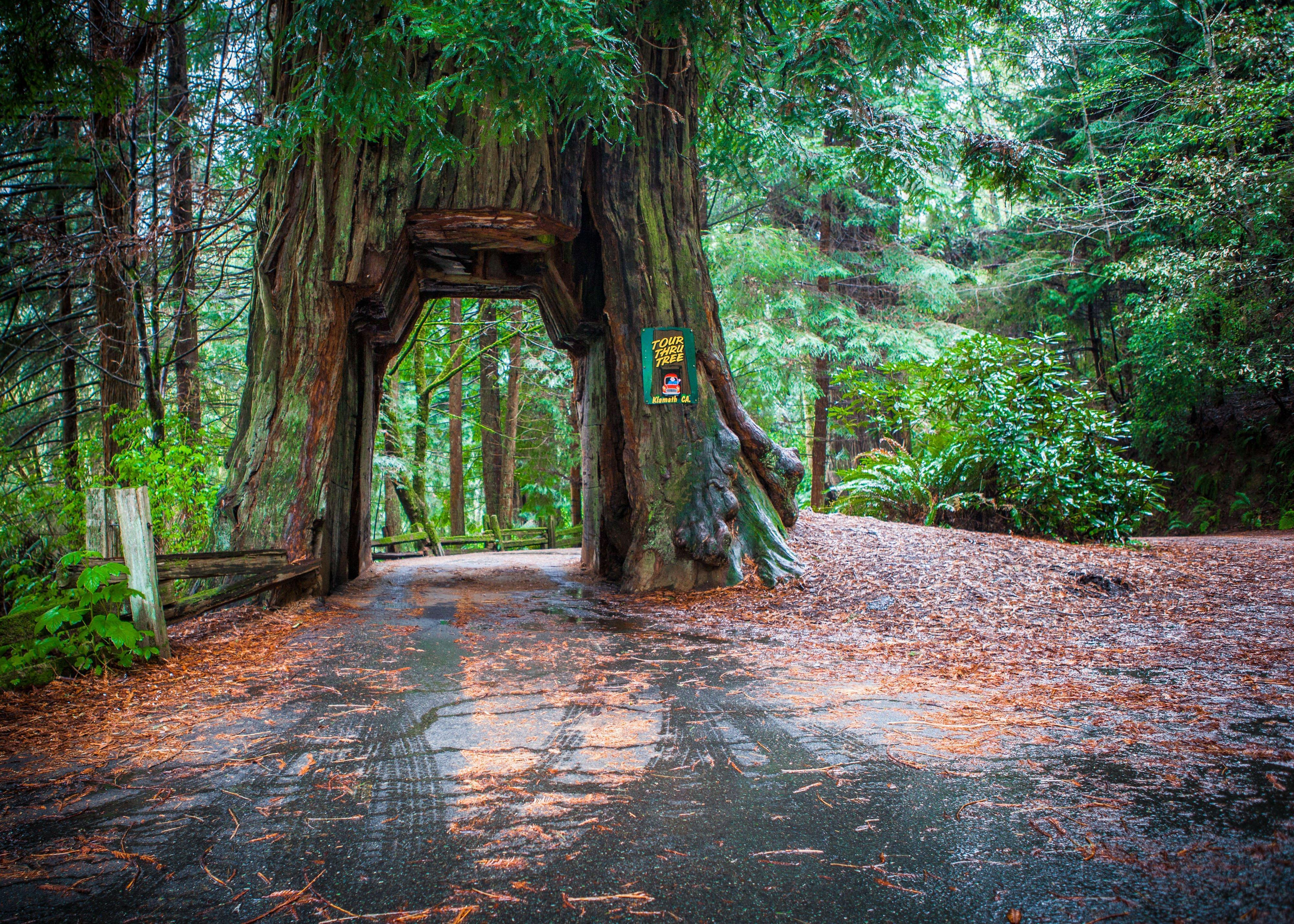 Holiday Inn Express Redwood National Park, An Ihg Hotel Klamath Zewnętrze zdjęcie